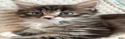 Maine Coon cats for sale: 3/4 Maine Coon kittens  in Ryton - Advert 22