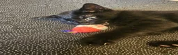 Mixed Breed cats for sale: 3 Playful Black Brother Kittens Looking for Homes - Advert 7