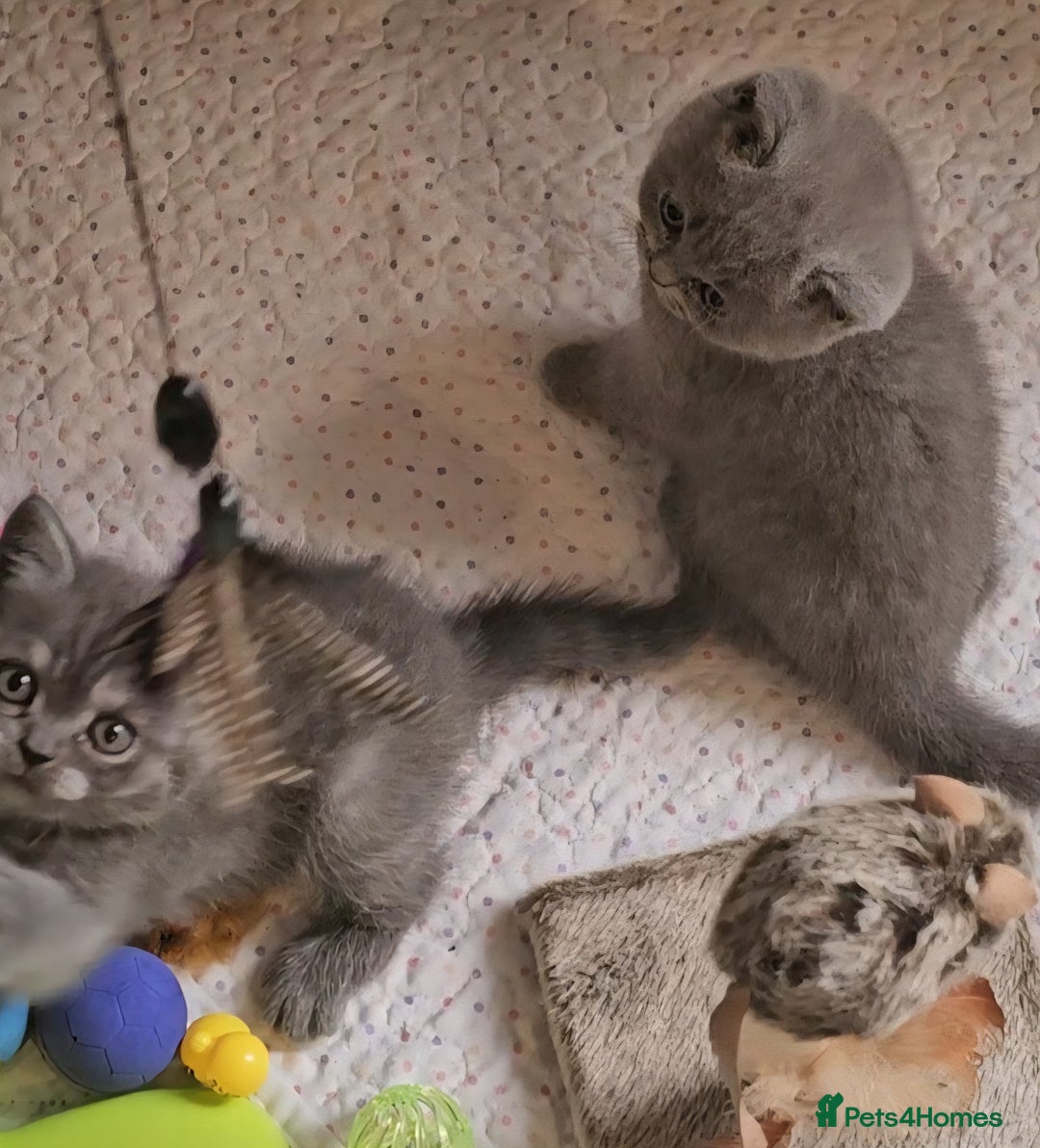 British Shorthair cats for sale: Pure british  shorthair  kittens  - Image 15