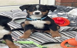 Bernese Mountain Dog dogs for sale: Boys and girls available.  - Image 5