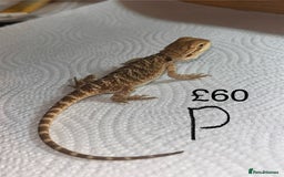 Bearded Dragon reptiles for sale: Various Baby Bearded Dragons For Sale - Advert 33