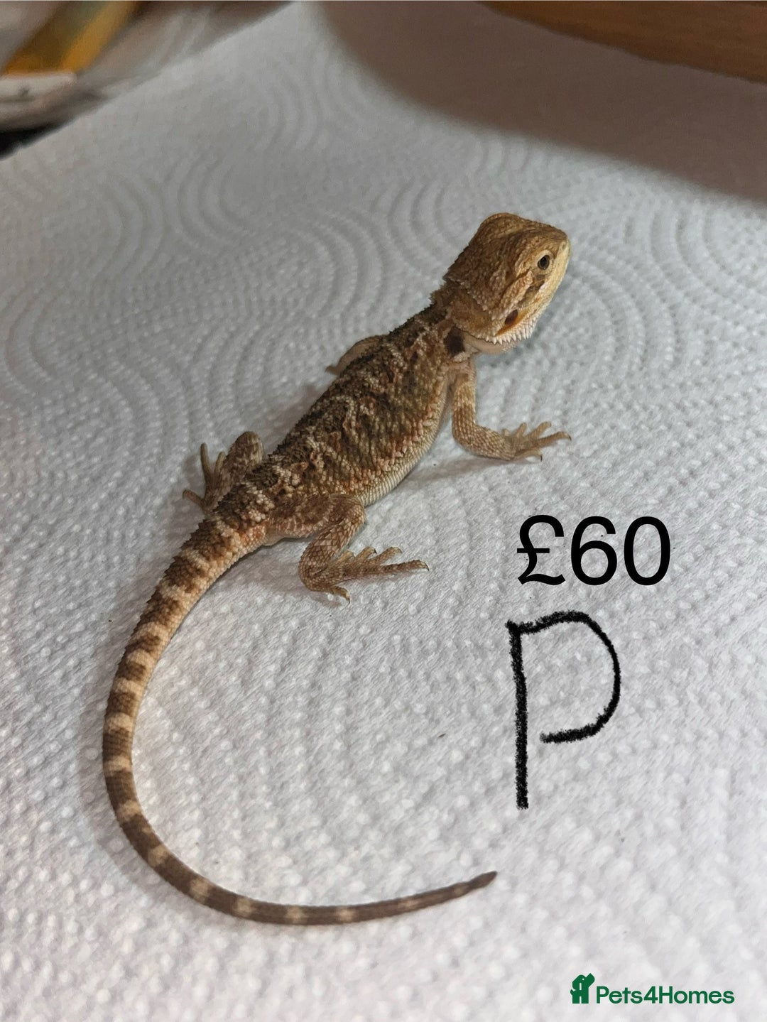 Bearded Dragon reptiles for sale: Various Baby Bearded Dragons For Sale - Advert 33