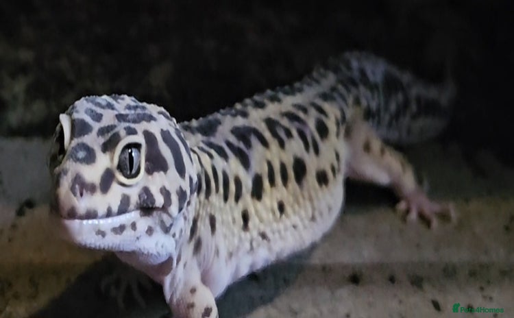Leopard Gecko reptiles - Advert 1