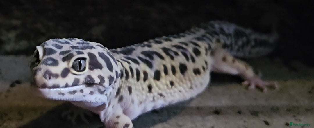 Leopard Gecko reptiles for sale: Male Leopard With Full Setup - Image 1