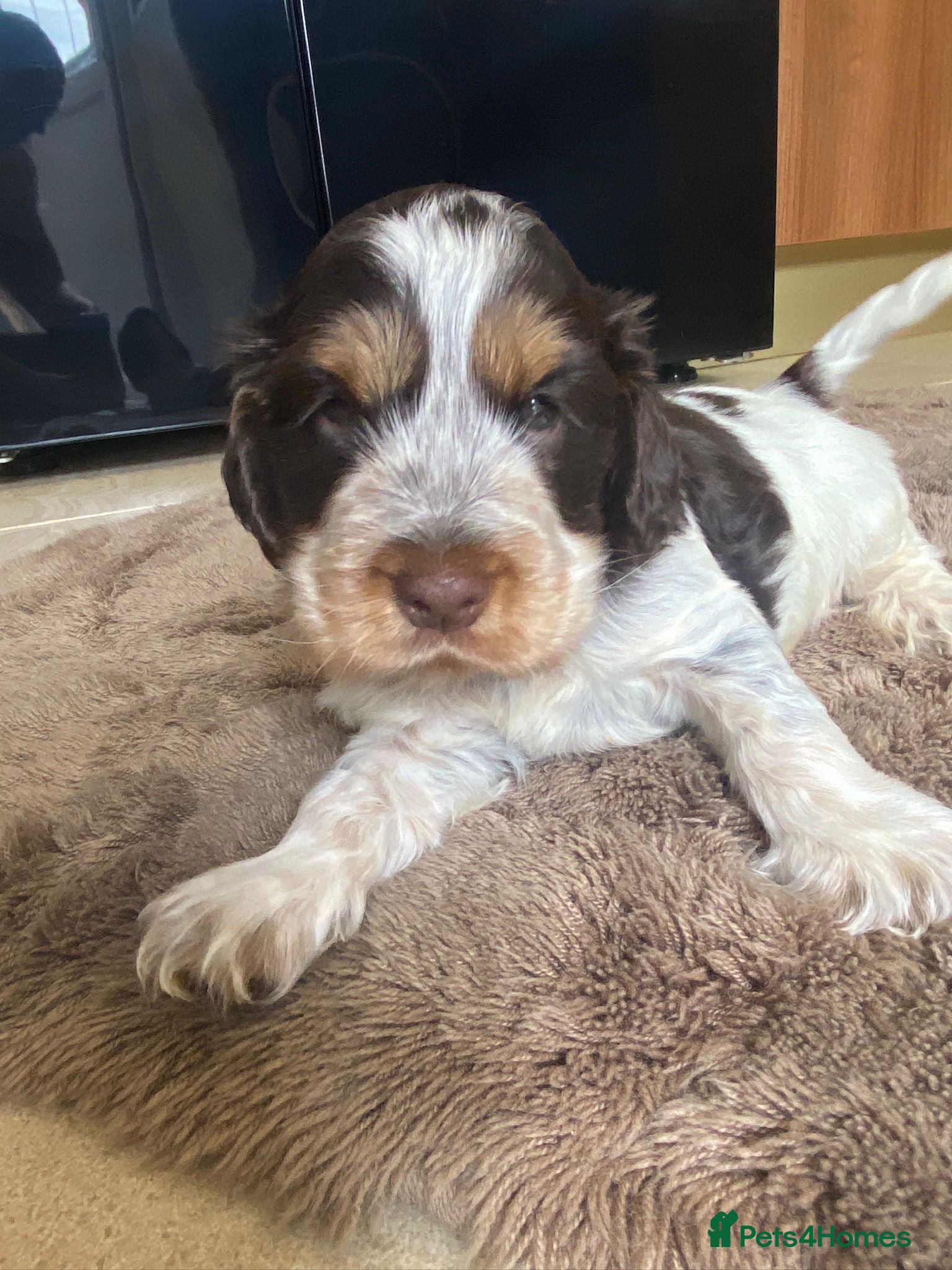 Cocker Spaniel dogs Show type cocker spaniel  - Advert 2