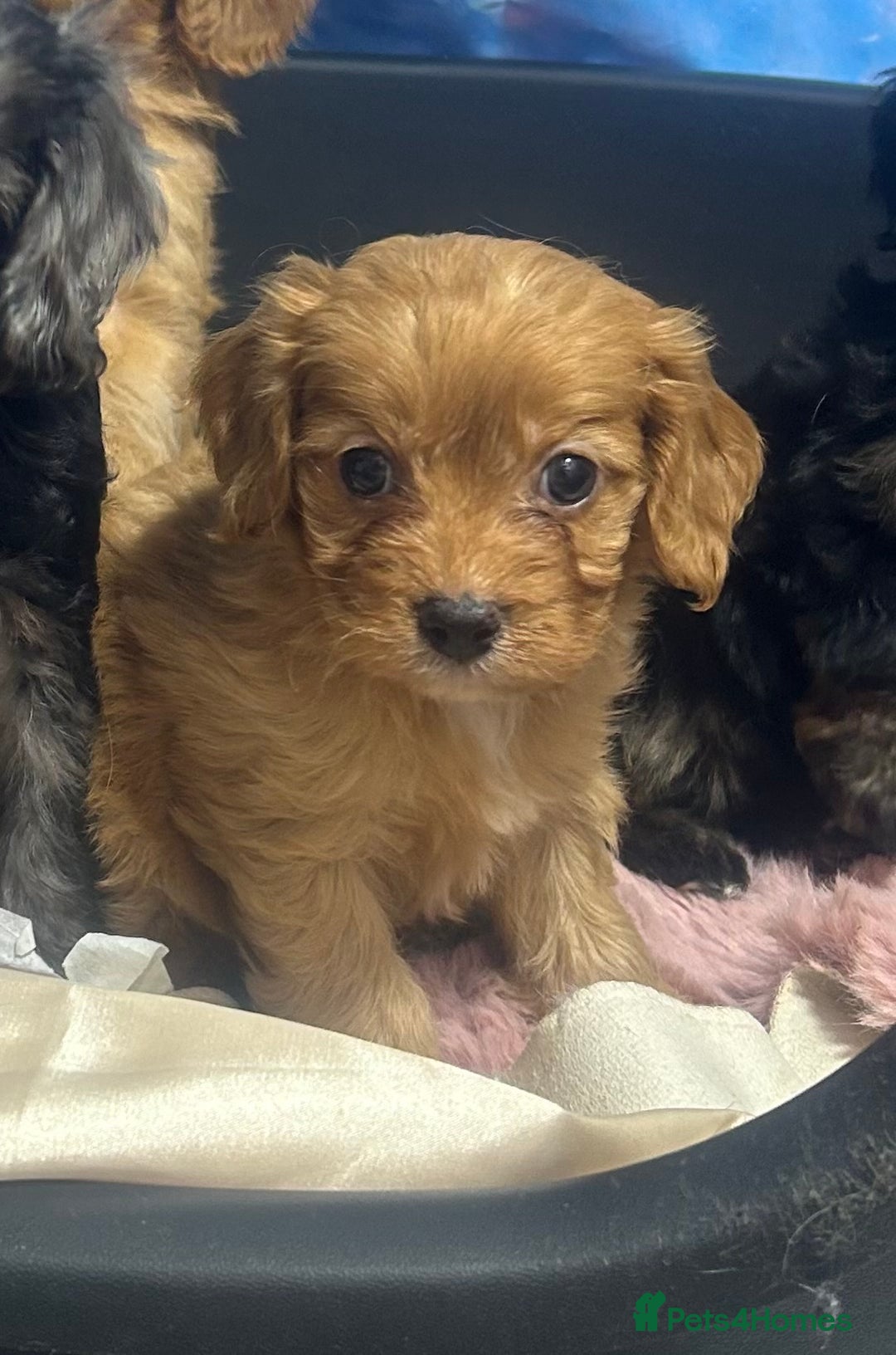 Cavapoo dogs for sale: F1 cavapoo puppies 🐶 🩵💜 - Image 18