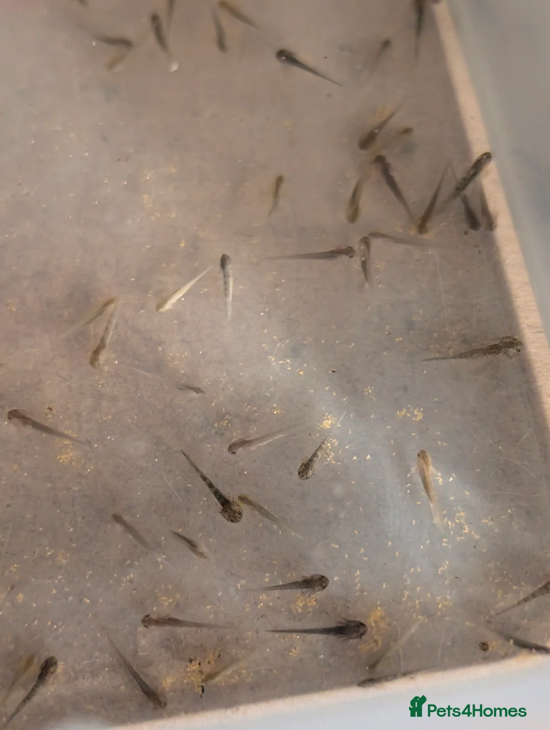 Axolotl reptiles for sale: Axolotl hatchlings and eggs - Advert 4