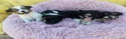 Mixed Breed dogs for sale: Jack-shih puppies - Advert 3