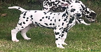 Dalmatian dogs - Advert 10