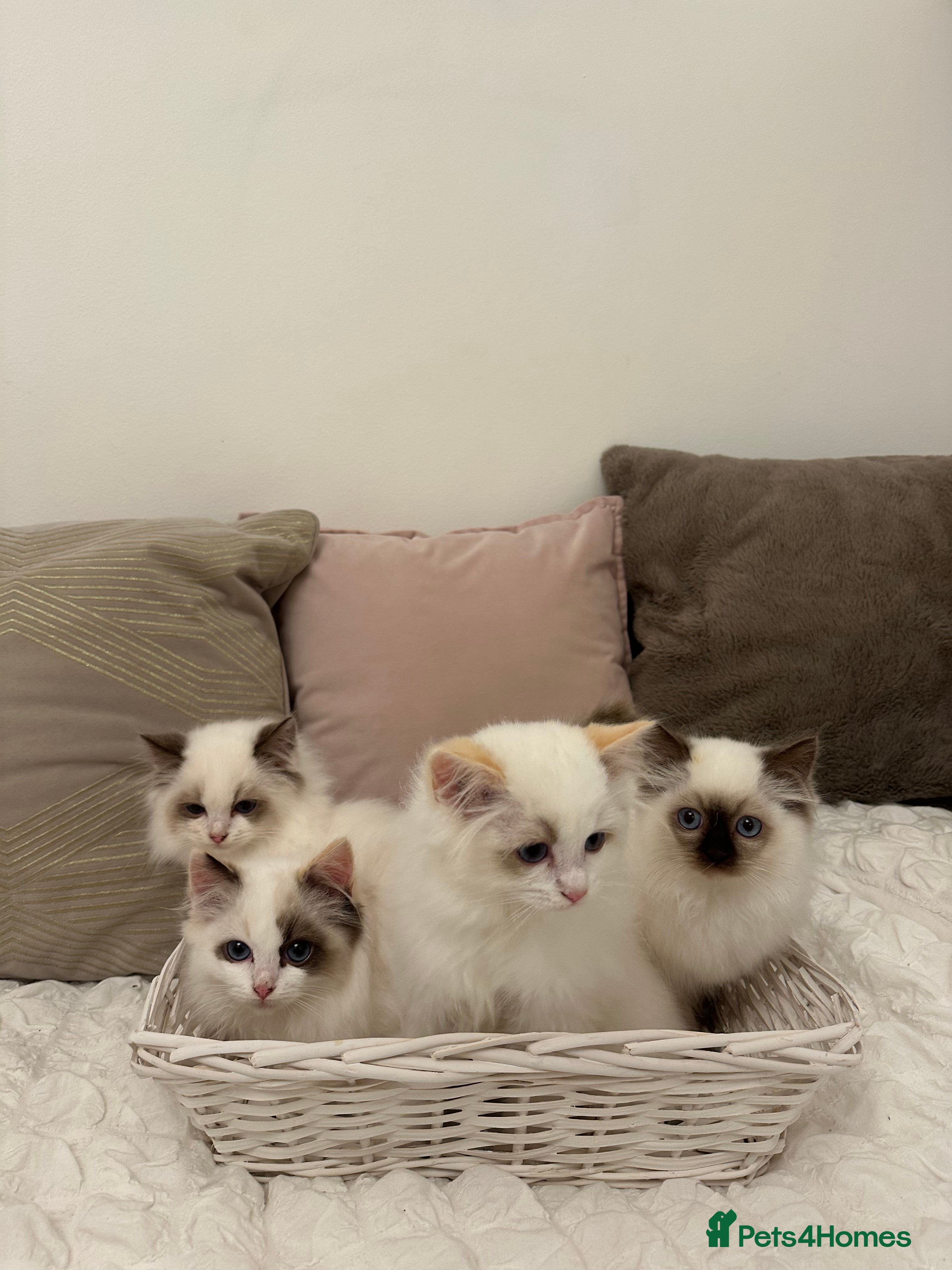 Ragdoll cats Gorgeous full pedigree ragdoll kittens - Advert 11