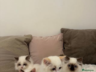 Ragdoll cats Gorgeous full pedigree ragdoll kittens - Advert 11