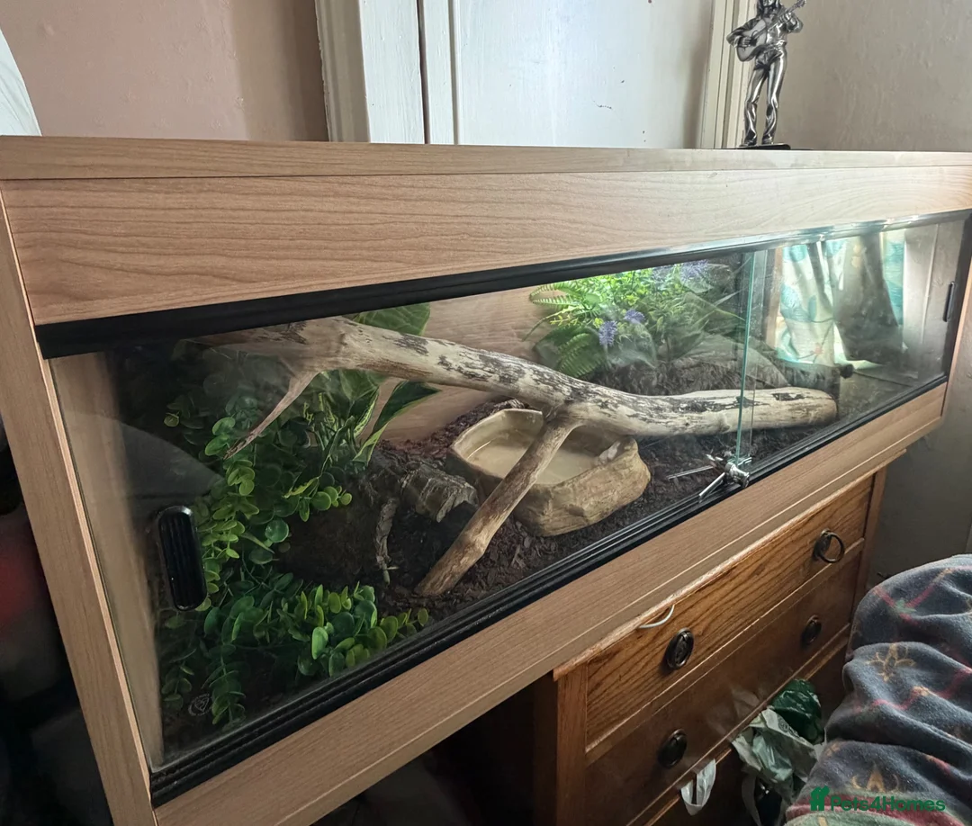 Boa Snake reptiles for sale: Female bci Boa and Viv - Advert 4
