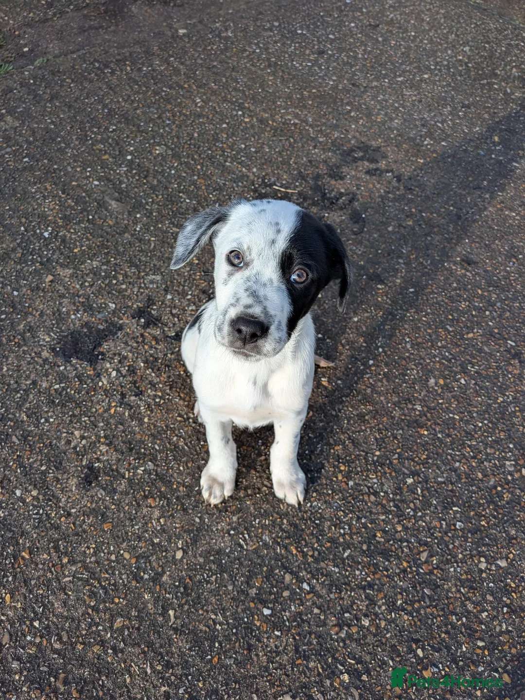 Mixed Breed dogs for sale: Beautiful Collie x Dalmatian Puppies - Advert 4