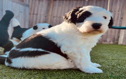 Sheepadoodle dogs for sale: Sheepadoodle Puppies -4 Female, 3 Male - Image 19