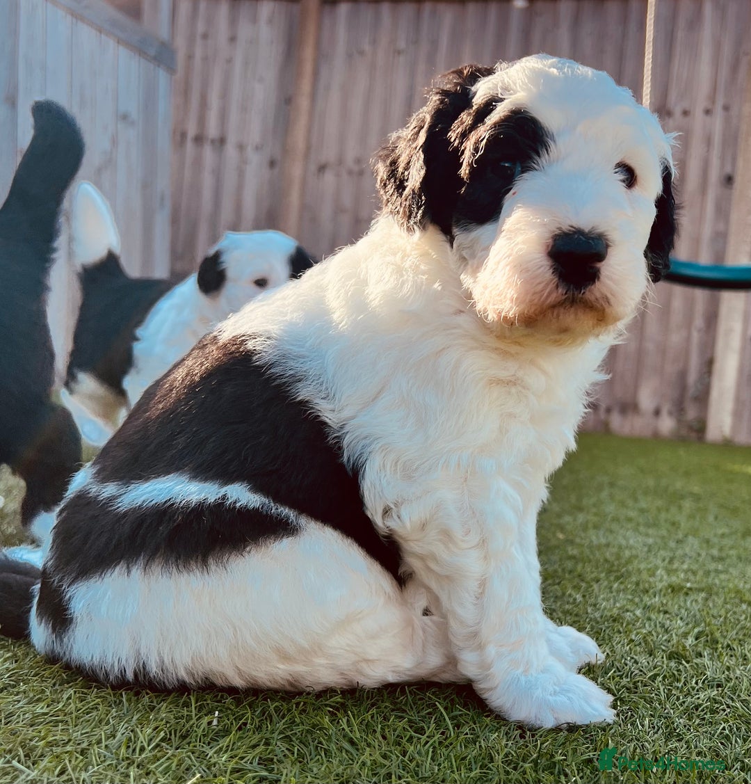 Sheepadoodle dogs for sale: Sheepadoodle Puppies -4 Female, 3 Male - Image 19