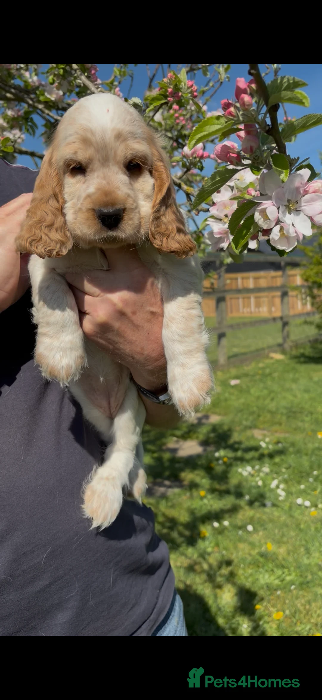 Cocker Spaniel dogs for sale: Cocker spaniels, KC, health checked puppies - Advert 2