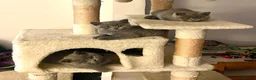British Shorthair cats for sale: Adorable & well socialised British Blue Kittens in Sittingbourne - Advert 5