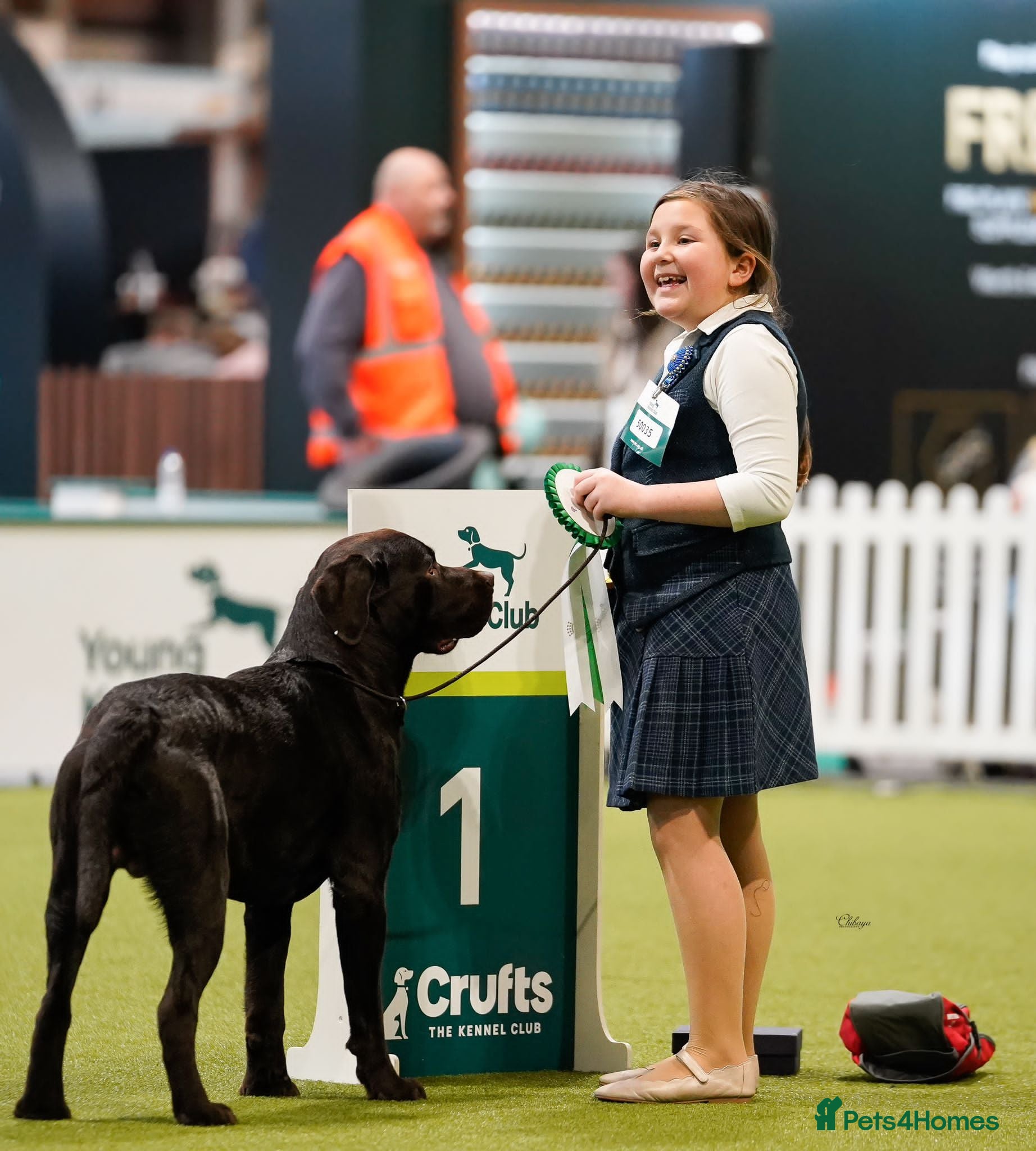 Labrador Retriever dogs Stunning KC Labradors. Crufts winner Stud dog - Advert 2