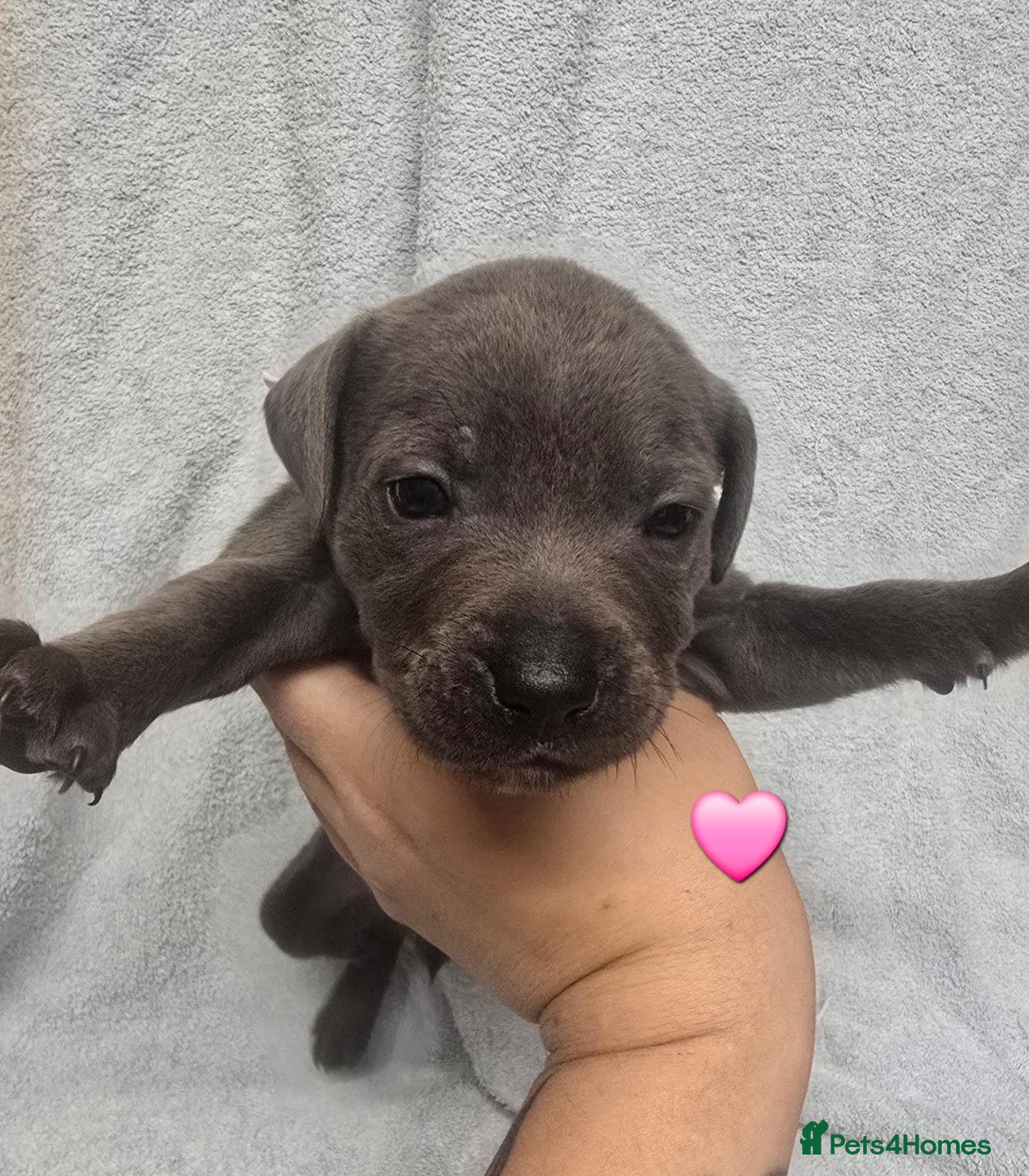 Staffordshire Bull Terrier dogs Blue and White staffy pups for sale - Advert 4