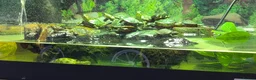 Turtle reptiles for sale: Painted turtles for sale - Advert 7