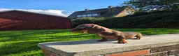 Miniature Dachshund dogs for sale: Beautiful choc & tan female - Advert 5