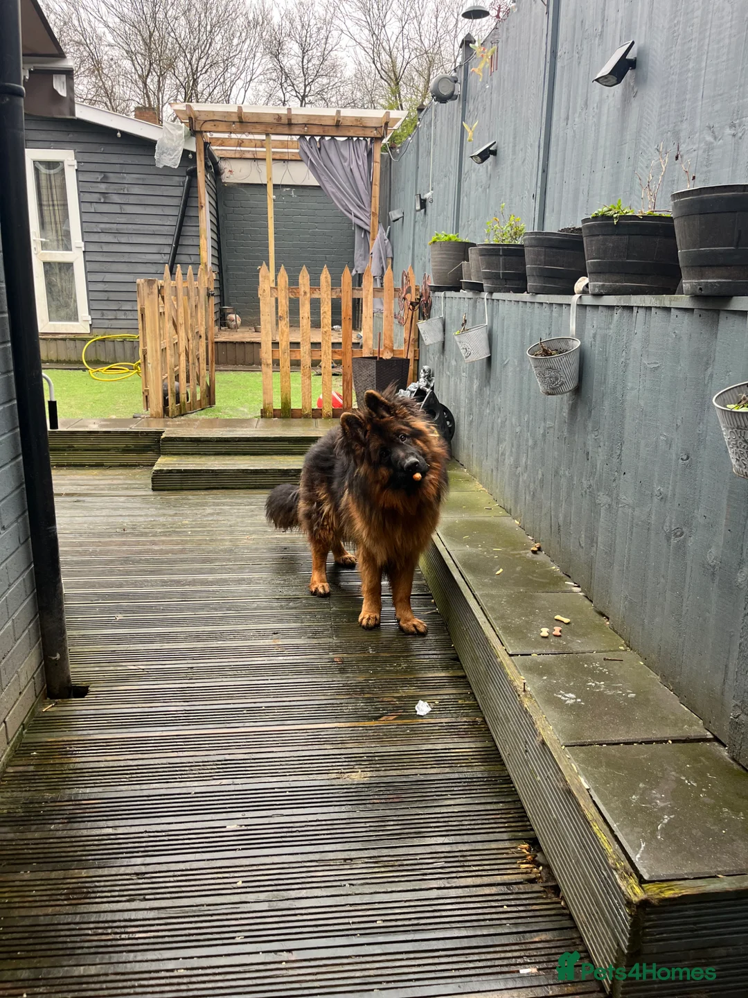 German Shepherd dogs for sale: Ronnie the German shepherd  - Advert 4