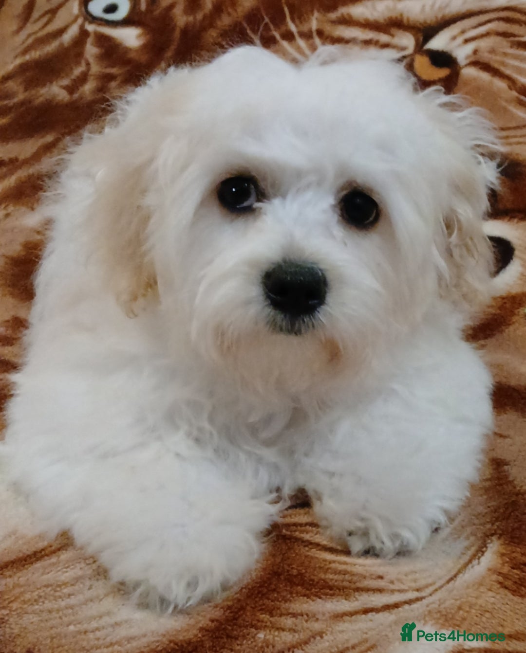 Maltese dogs for sale: BEAUTIFUL MALTESE PUPPIES - FROM LONDON . - Advert 18