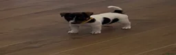 Jack Russell dogs for sale: Traditional Mini Jack Russells - Advert 6