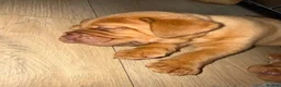 Dogue De Bordeaux dogs for sale: Dogue de bordeux puppies  - Advert 7