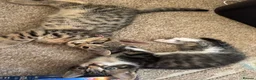Bengal cats for sale: Cross bengal kitten  - Advert 14