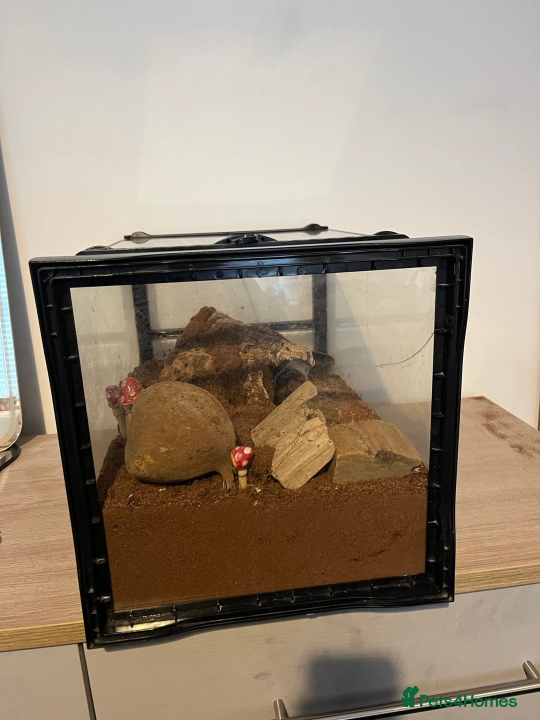 Tarantulas invertebrates for sale: Adult Female Tliltocatl albopilosus - Image 8