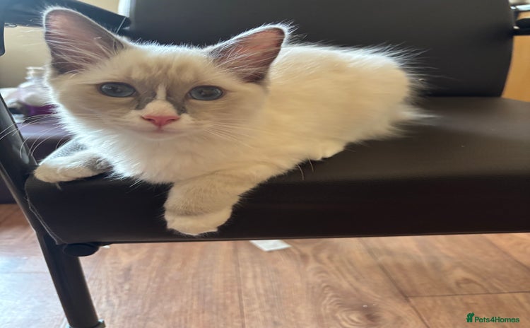 Ragdoll cats - Advert 1