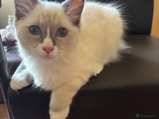 Ragdoll cats - Advert 1