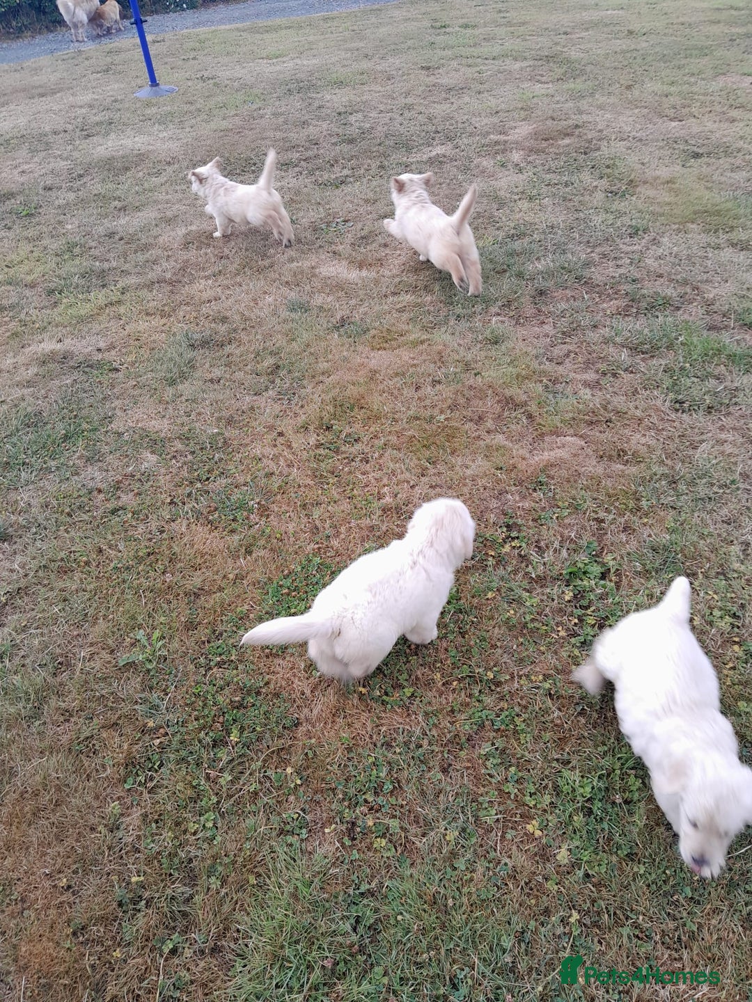 Golden Retriever dogs for sale: Gorgeous Golden Retrievers 8 weeks old H/Tested  - Image 8