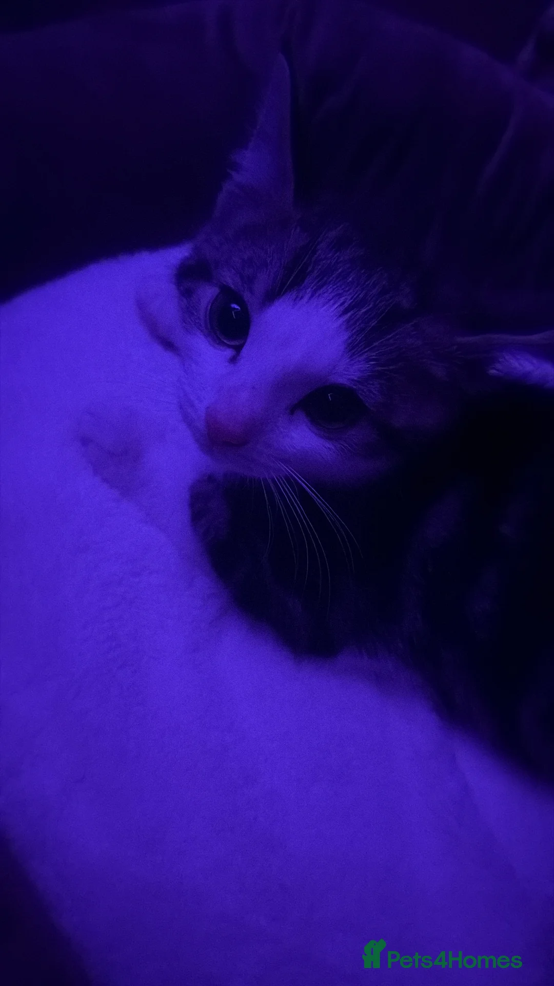 American Wirehair cats for sale: American wirehair kitten  - Advert 5