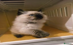 Ragdoll cats for sale: Beautiful Ragdoll Kittens Ready for Sale! - Advert 18