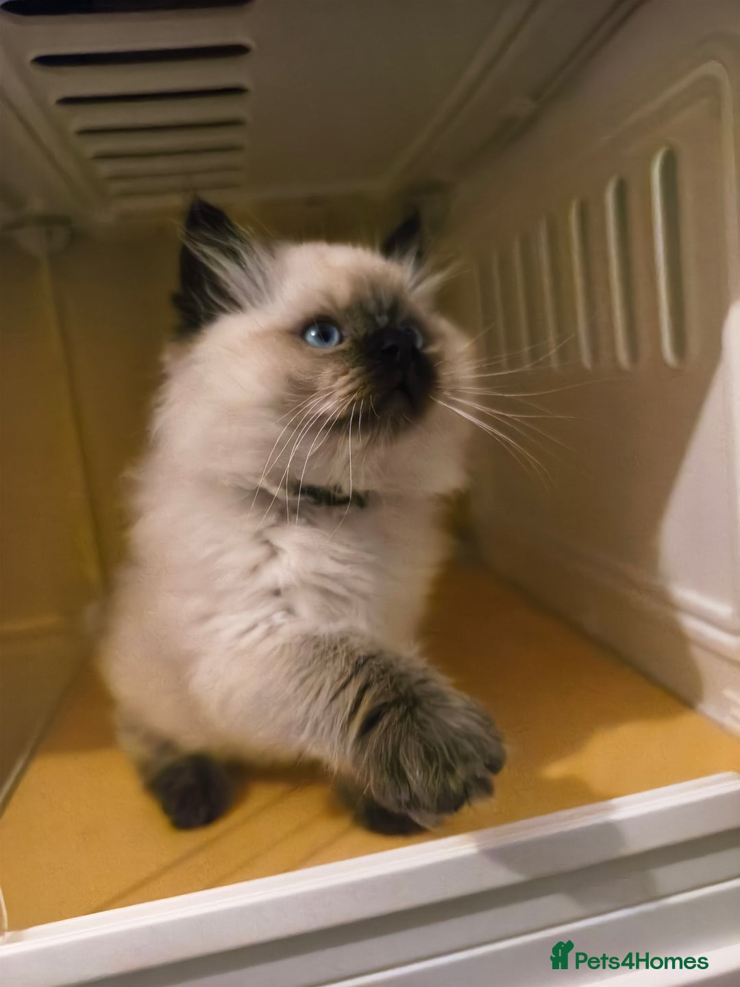 Ragdoll cats for sale: Beautiful Ragdoll Kittens Ready for Sale! - Advert 18