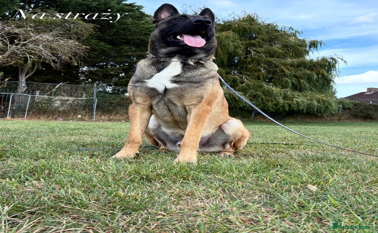 Belgian Shepherd Dog dogs - Advert 9