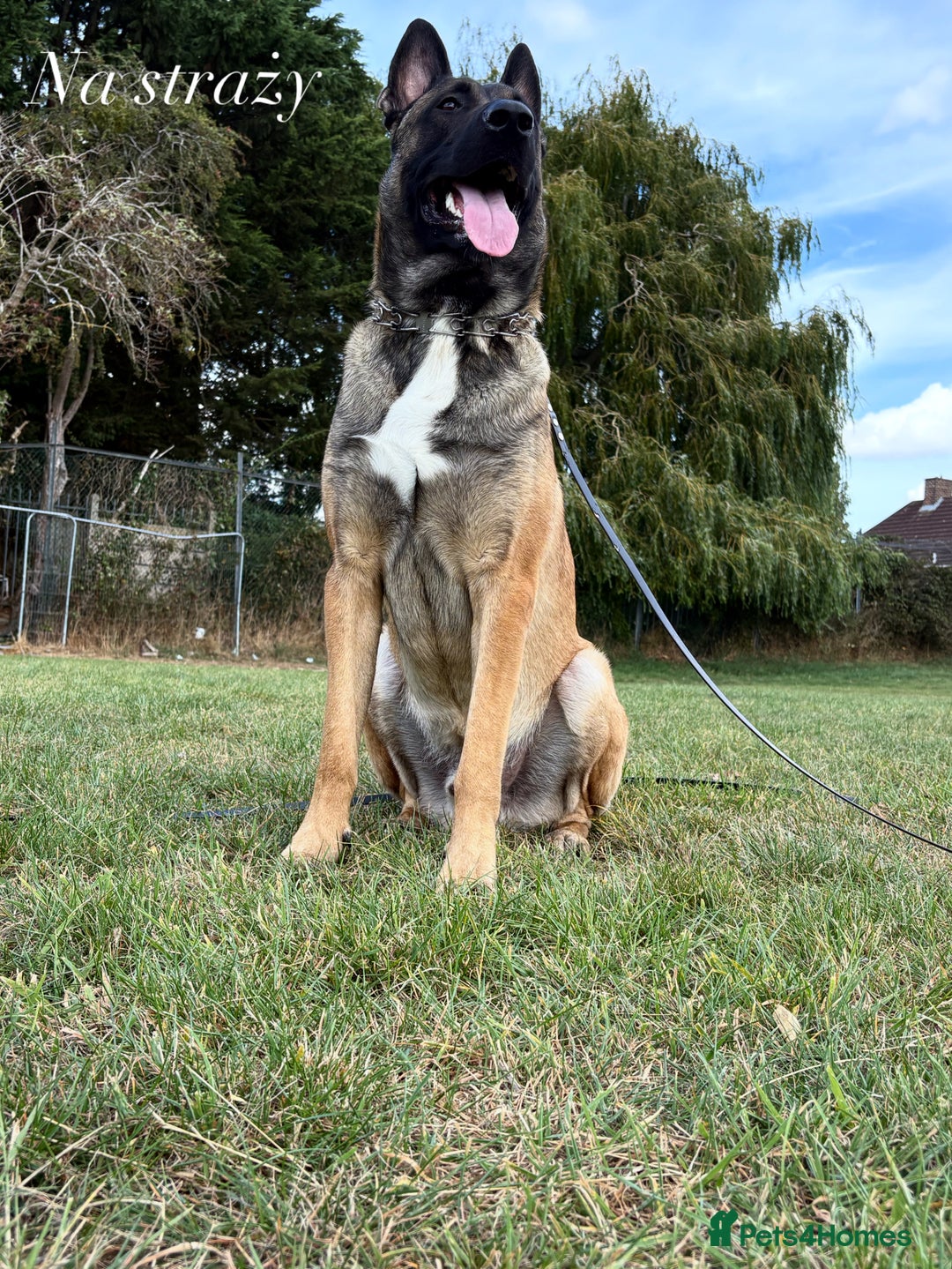 Belgian Shepherd Dog dogs for stud: Belgian Malinois  - Image 1