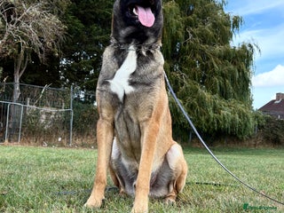 Belgian Shepherd Dog dogs - Advert 5