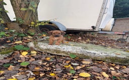 Mixed Breed dogs for sale: 🖤 PATTERDALE X 3 GIRLS LEFT 🖤 - Image 5