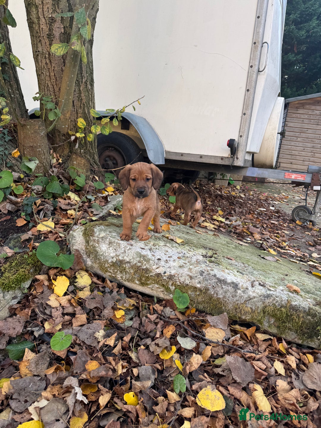 Mixed Breed dogs for sale: 🖤 PATTERDALE X 3 GIRLS LEFT 🖤 - Image 5