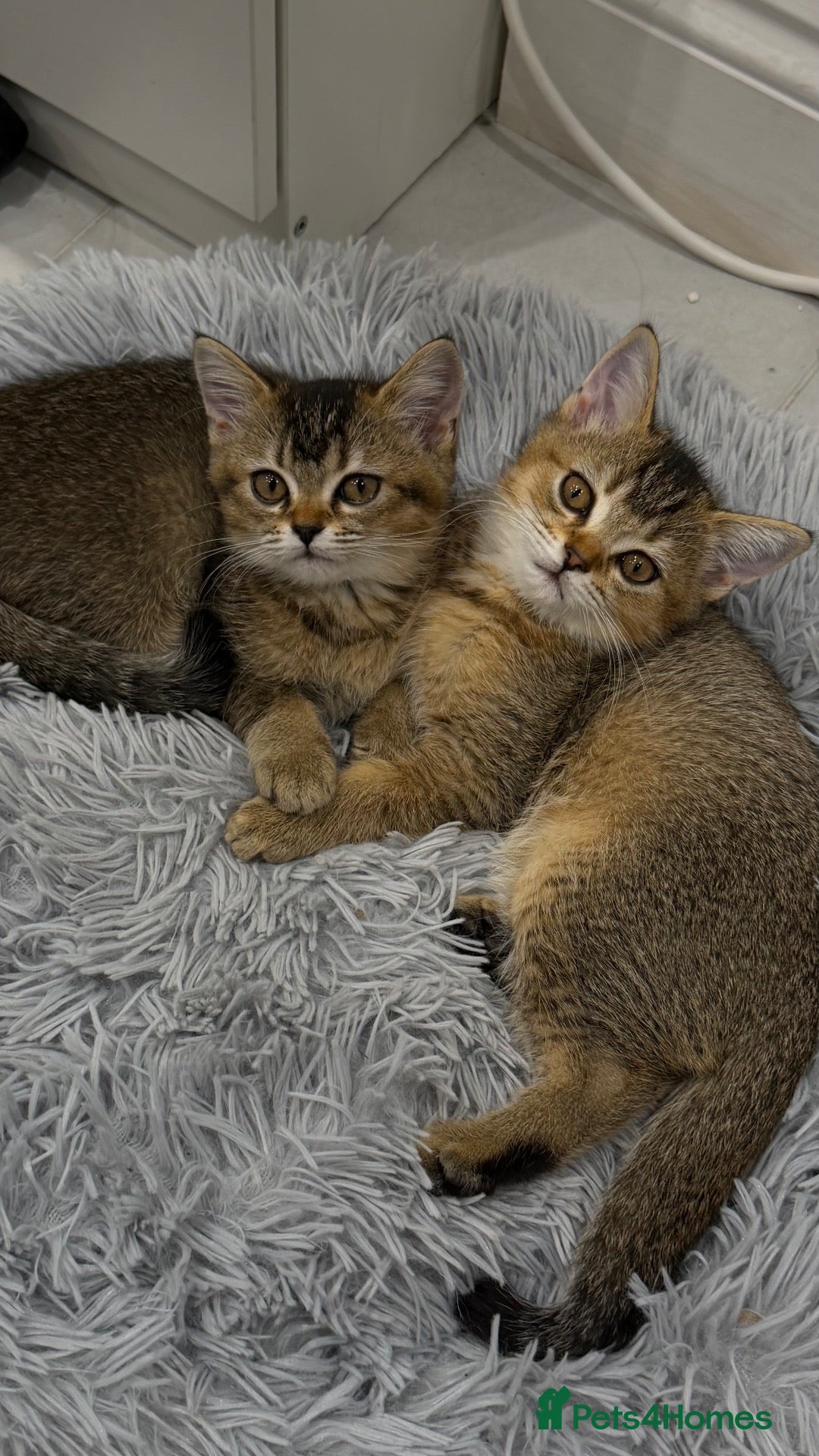 Scottish Fold cats Scottish Straight kittens available 🐾❤️ - Advert 1