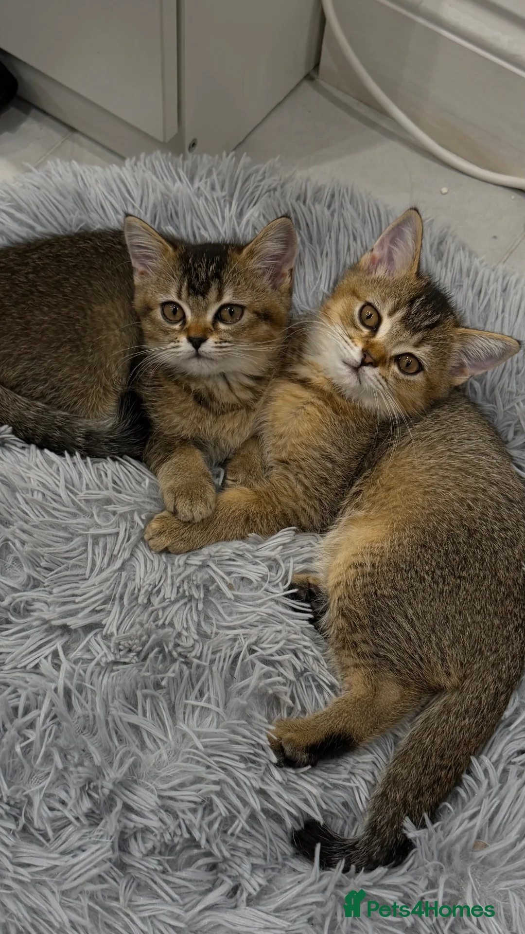 Scottish Fold cats for sale: Scottish Straight kittens available 🐾❤️ - Advert 1