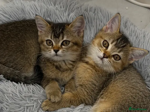Scottish Fold cats for sale: Scottish Straight kittens available 🐾❤️ - Advert 1