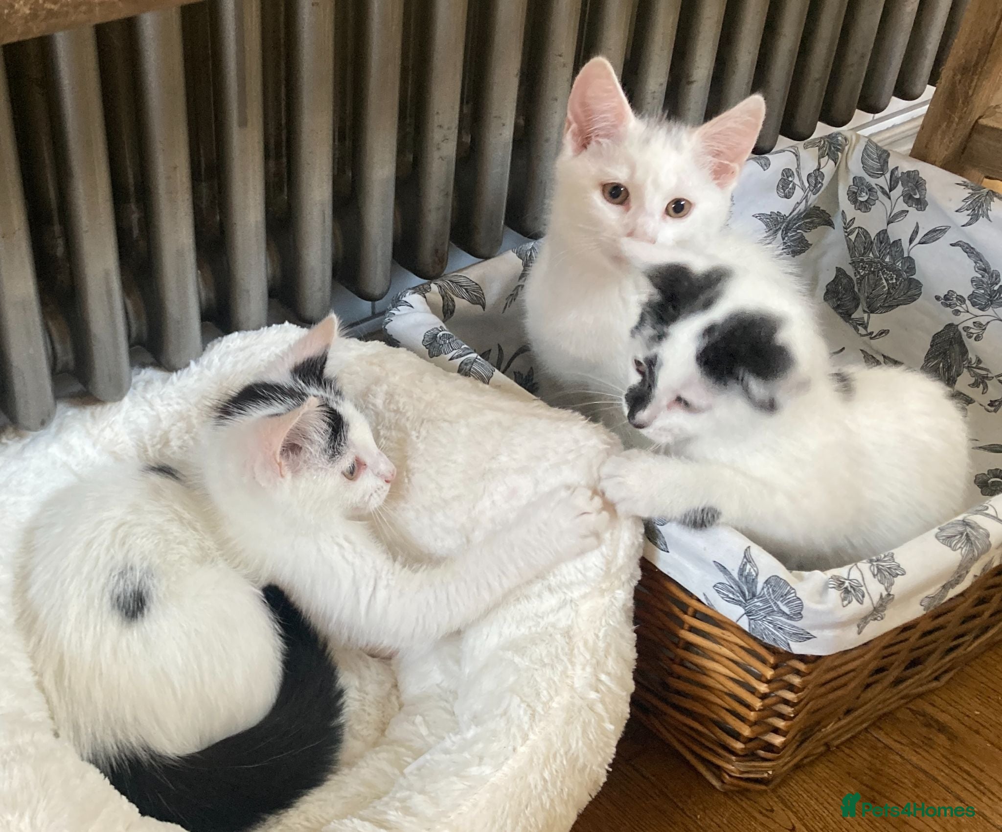 Turkish Van cats Gorgeous Turkish Van Kittens - Advert 1