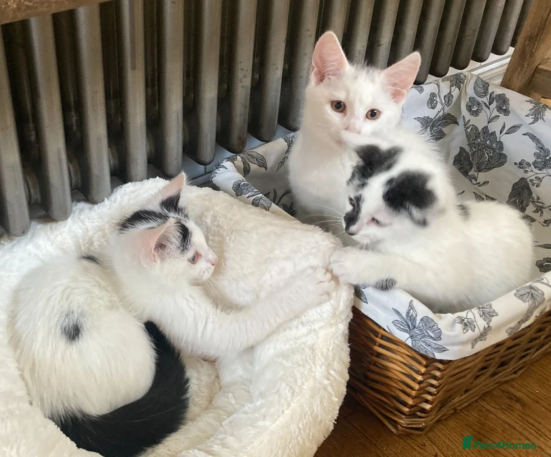 Turkish Van cats for sale: Gorgeous Turkish Van Kittens in Potters Bar - Advert 1