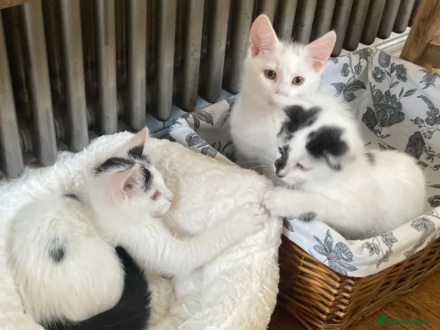 Turkish Van cats Gorgeous Turkish Van Kittens - Advert 1