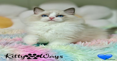 Ragdoll cats 🐾🩷*TICA REG* LYNX TABBY EU RAGDOLL KITTENS🩵🐾 - Advert 13
