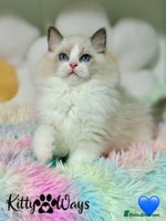 Ragdoll cats 🐾🩷*TICA REG* LYNX TABBY EU RAGDOLL KITTENS🩵🐾 - Advert 2